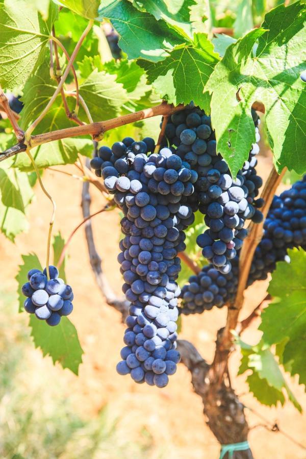 Case Vacanza Podere Risoino Поджибонси Экстерьер фото