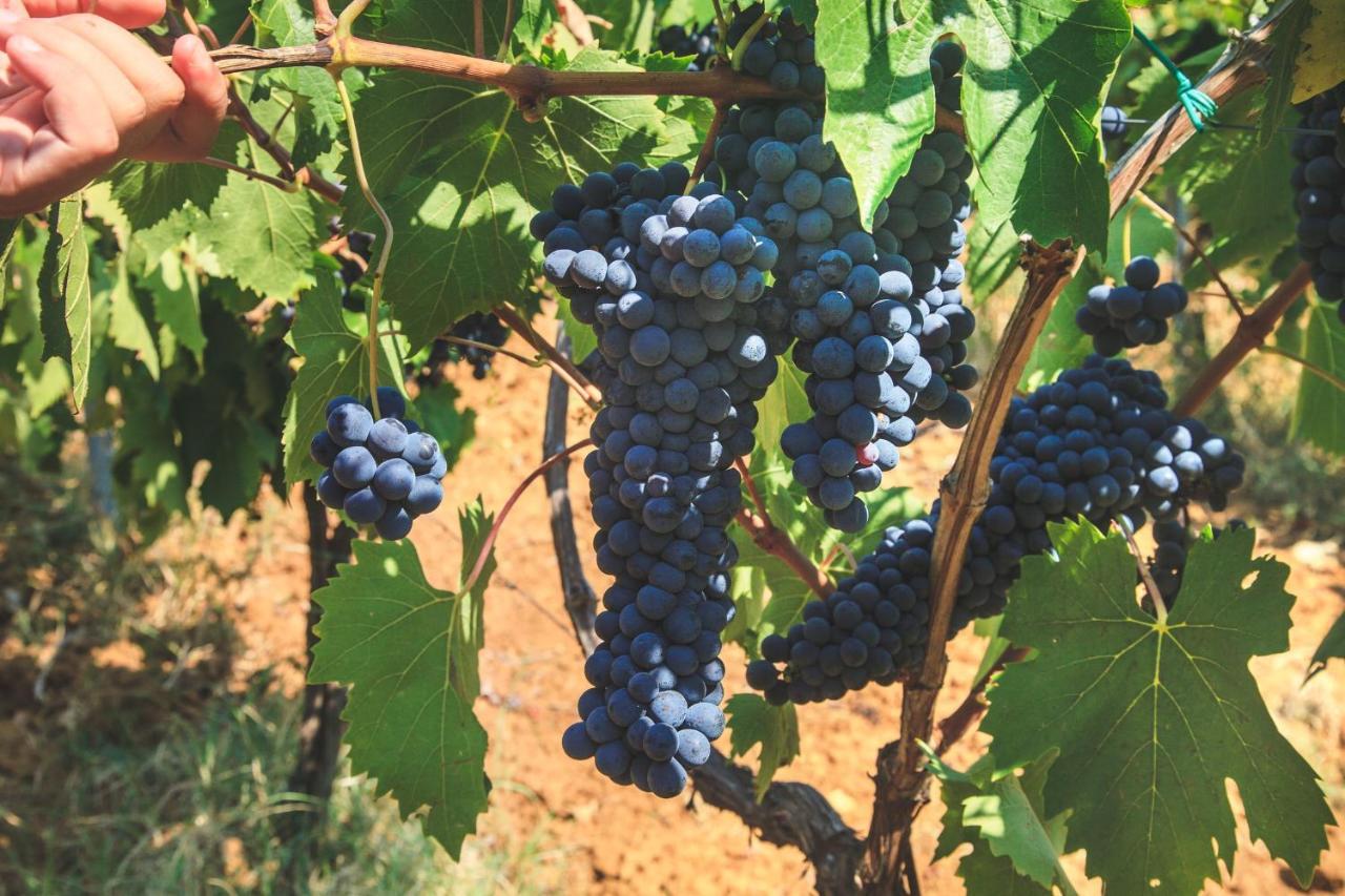 Case Vacanza Podere Risoino Поджибонси Экстерьер фото